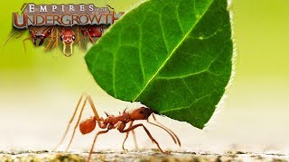 Ant Simulator  The Leaf Cutters  Empires Of The Undergrowth  Ep8 [upl. by Anawahs345]