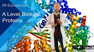 Proteins  A Level Biology [upl. by Amitarp934]