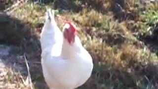 Poule qui chante [upl. by Herson]