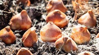 How to Plant Bulbs in the Fall Tulips Daffodils Allium Muscari [upl. by Donica]