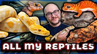 Reptile Room Tour 2024  Over 100 Reptiles [upl. by Ilrak777]