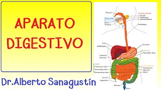 APARATO DIGESTIVO explicado fácil [upl. by Nuhsyar]