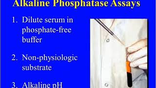 What is Alkaline Phosphatase and Why is it Important [upl. by Wettam]