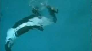 Killer whale drags trainer underwater at SeaWorld San Diego [upl. by Inalaeham915]