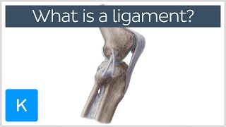 What Is a Ligament Definition and Overview  Human Anatomy  Kenhub [upl. by Lleznod]