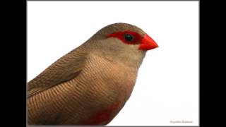 Common Waxbill song [upl. by Naam]