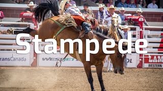 THE CALGARY STAMPEDE RANCHES amp RODEOS [upl. by Estes]