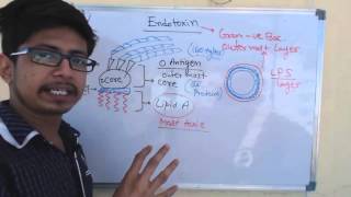 Endotoxin  lipopolysaccharide or LPS [upl. by Ydnak709]