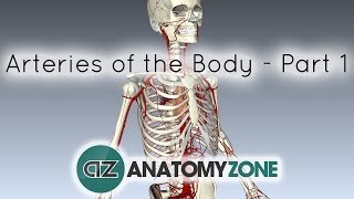 Arteries of the body  PART 1  Anatomy Tutorial [upl. by Sokram274]