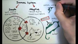 Immunology Overview [upl. by Nodlehs]