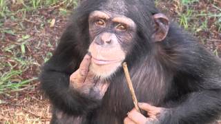 Laboratory Chimpanzee Released to Sanctuary [upl. by Isbel]