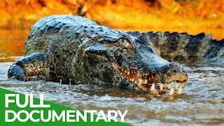 Wildlife  Episode 2 Crocodiles Alligators Caimans amp Gharials  Free Documentary Nature [upl. by Isolde]