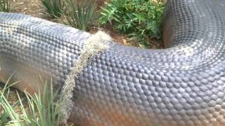 Titanoboa Exhibit Jacksonville FL [upl. by Ghiselin]