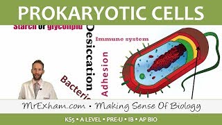 Prokaryotic Cells  Introduction and Structure  Post 16 Biology A Level PreU IB AP Bio [upl. by Lorelei301]