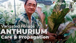 Foliage Anthurium Care and Propagation Tips For Lush Big Healthy Plants [upl. by Ambrosio]