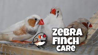 Zebra Finch Care For Beginners [upl. by Kristine]