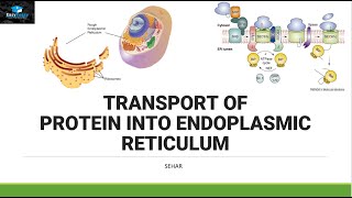 Transport of Protein In Endoplasmic Reticulum [upl. by Yttap]