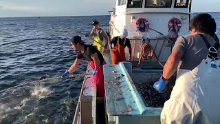 Amazing Fishing Japanese Technique From Japan [upl. by Ossy]