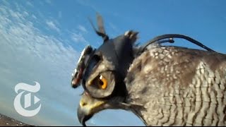 Hawk Cam Captures the Hunt  ScienceTake  The New York Times [upl. by Sadiras]