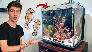 The ULTIMATE SEAHORSE TANK  NEW CORALS [upl. by Sylado]