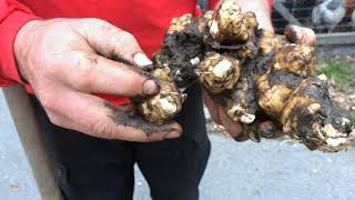 Sunchokes  So Simple to Plant [upl. by Nawk]