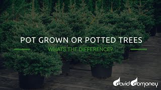 Pot Grown Or Potted Trees Christmas Trees [upl. by Ynaffit]