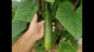 How to Grow Cucumbers Hydroponics From Seed At Home [upl. by Arodnap]