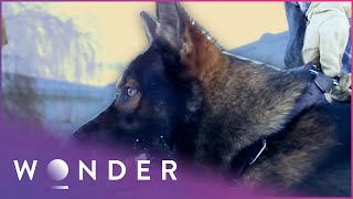 How Dogs Are Trained To Catch Criminals  K9 Mounties S1 EP4  Wonder [upl. by Wadsworth]