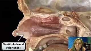 Anatomia da Cavidade Nasal  Prof Celimara [upl. by Resor]