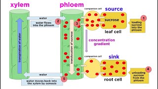 Types of Plant Tissues [upl. by Hnahc52]