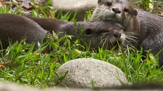 Do Otters Mate for Life [upl. by Peedus709]