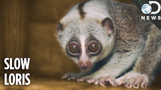 Everything You Need To Know About The Slow Loris [upl. by Asus534]