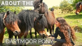 About the Endangered Dartmoor Pony [upl. by Cookie657]