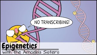 Epigenetics [upl. by Ontina]