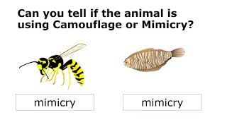 Animals using mimicry and camouflage [upl. by Frech]