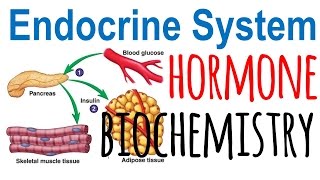 Hormone biochemistry [upl. by Namyw222]