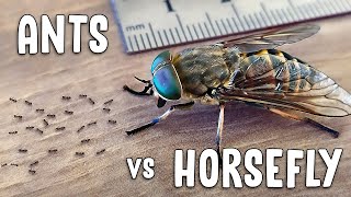 EPIC BATTLE  tiny ants vs HUGE horsefly [upl. by Niven]