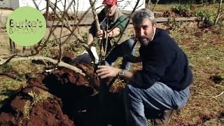 Burkes Backyard How To Transplant a Tree [upl. by Villiers]