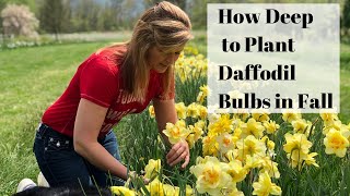 How to Plant Daffodils in Fall [upl. by Lanae]