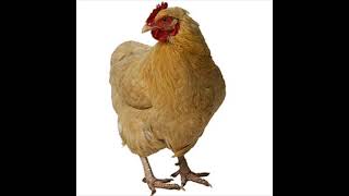 Chicken Sound Effect in Best Quality [upl. by River]