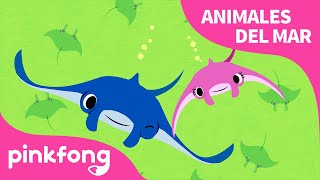 Mantarraya  ¡Superhéroe mantarraya  Animales del Mar  Pinkfong Canciones Infantiles [upl. by Ttehc132]