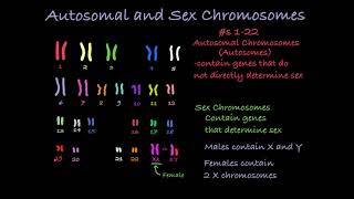 Reading Karyotypes [upl. by Farland]