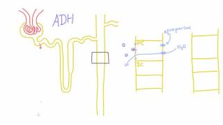 How does Antidiuretic Hormone ADH work [upl. by Katzman]