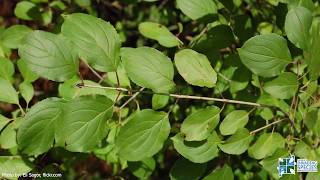 How To Identify European Buckthorn [upl. by Sedicla]