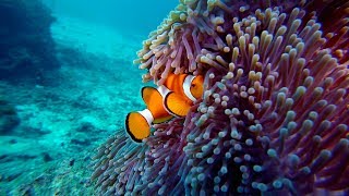 CLOWNFISH and Anemone [upl. by Laney286]