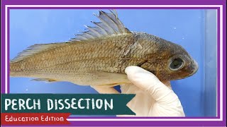 Perch Bony Fish Dissection  Teach A Man To Fish EDU [upl. by Kcirred251]