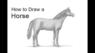 How to Draw a Horse [upl. by Tecla92]