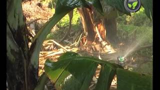 Irrigation and Weeding in Banana Plantation [upl. by Dragde647]