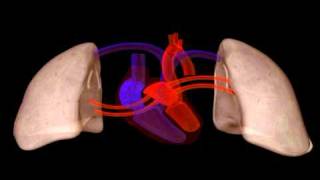 Heart Structure  Biology  Anatomy [upl. by Orips938]