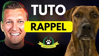 Apprendre Le Rappel à Ton Chien Fais Cet Exercice [upl. by Uolymme]